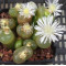 C.maughanii - Seed